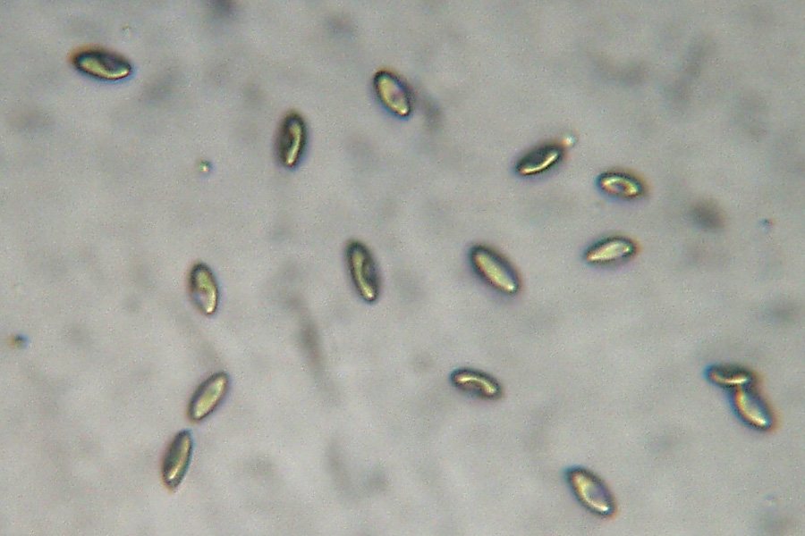Tanto per cambiare... Xerocomus?